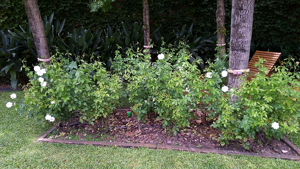 Jardín Urbano - Imágen de gelería